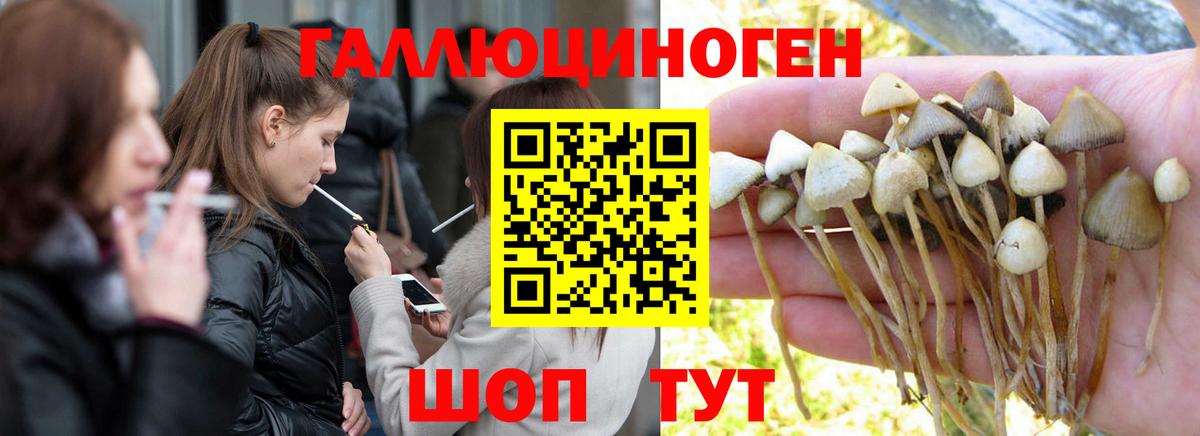 Псилоцибиновые грибы мицелий  Вход с VPN  купить наркотики цена  Алексеевка 